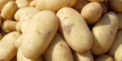 Frische ägyptische Kartoffeln für den Export – Sorte Spunta