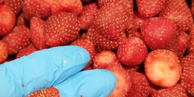 Fragole congelate IQF Grado: A (con analisi microbiologica e