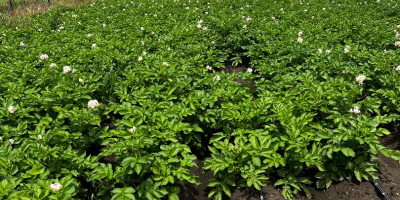 Frühkartoffeln zu verkaufen, Preis richtet sich nach der gewünschten