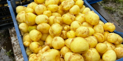 Frühkartoffeln zu verkaufen, Preis richtet sich nach der gewünschten