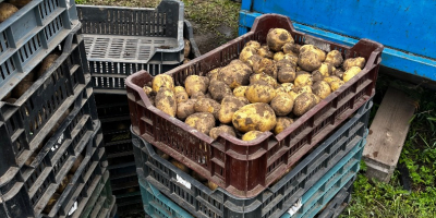 Frühkartoffeln zu verkaufen, Preis richtet sich nach der gewünschten