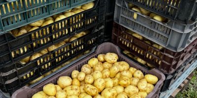 Frühkartoffeln zu verkaufen, Preis richtet sich nach der gewünschten