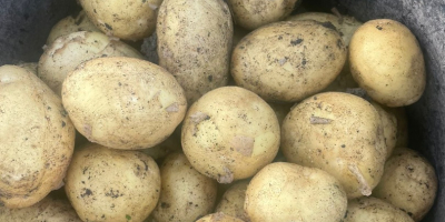 Rumänisches Unternehmen verkauft neue Kartoffeln aus Rumänien mit allen