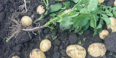 Rumänisches Unternehmen verkauft neue Kartoffeln aus Rumänien mit allen