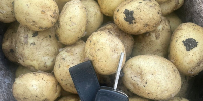 Rumänisches Unternehmen verkauft neue Kartoffeln aus Rumänien mit allen