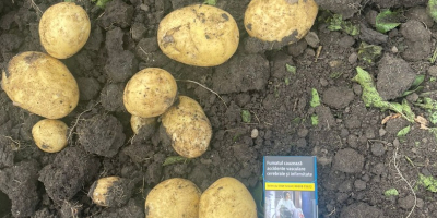 Rumänisches Unternehmen verkauft neue Kartoffeln aus Rumänien mit allen