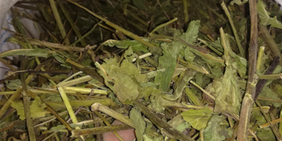 Prezzo dell&#39;erba Echinacea 5 PLN kg 9 quantità circa