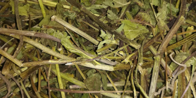 Prezzo dell&#39;erba Echinacea 5 PLN kg 9 quantità circa