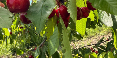We offer cherries for processing (20 tons and above)