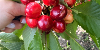 We offer cherries for processing (20 tons and above)