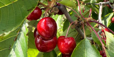 We offer cherries for processing (20 tons and above)