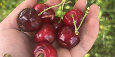 We offer cherries for processing (20 tons and above)