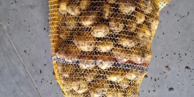 offriamo patate novelle polacche in quantità di camion completi