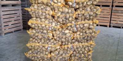 offriamo patate novelle polacche in quantità di camion completi
