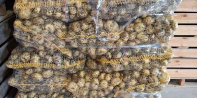 offriamo patate novelle polacche in quantità di camion completi