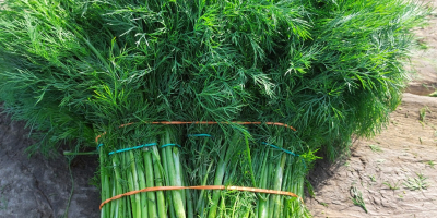 Ich verkaufe Dill in großen Mengen kiloweise oder im