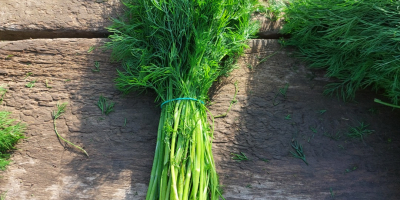 Ich verkaufe Dill in großen Mengen kiloweise oder im