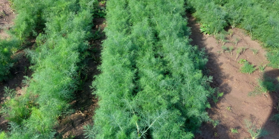 Ich verkaufe Dill in großen Mengen kiloweise oder im