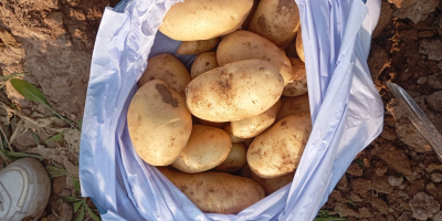 Продавам картофи сорт SPUNTA (пресни) натурални, които се срещат