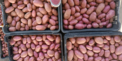 High quality new potatoes. It is whashed.