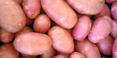 High quality new potatoes. It is whashed.
