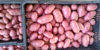 High quality new potatoes. It is whashed.