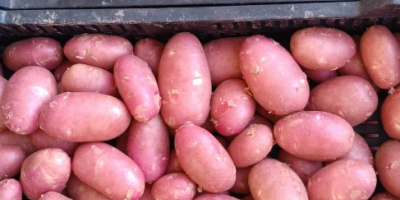 High quality new potatoes. It is whashed.