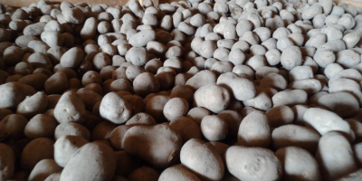 Potato for Sale – Lilly, Edison, Ludmila – 45