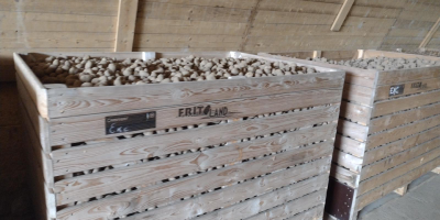 Potato for Sale – Lilly, Edison, Ludmila – 45