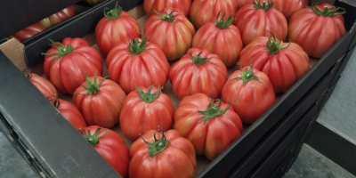 Rossamunda fajtájú málnaparadicsomot árulok. Raklapos mennyiség, 8 kg-os tálcákba
