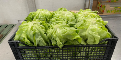 Salată verde Rosso Bianco proaspătă, direct din câmp. Livrare