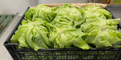 Salată verde Rosso Bianco proaspătă, direct din câmp. Livrare