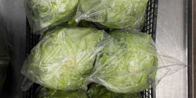 Salată verde Rosso Bianco proaspătă, direct din câmp. Livrare