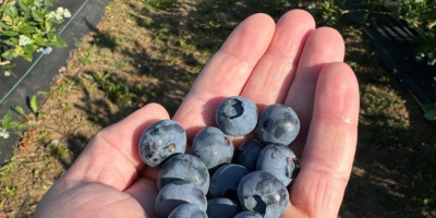 Looking for sweet, juicy, and freshly picked blueberries? We