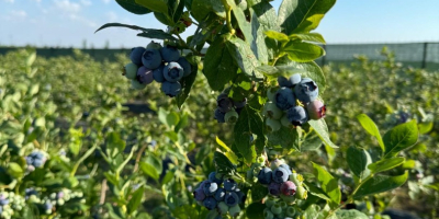 Looking for sweet, juicy, and freshly picked blueberries? We