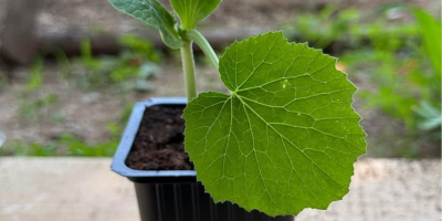 Piantine di zucchine disponibili