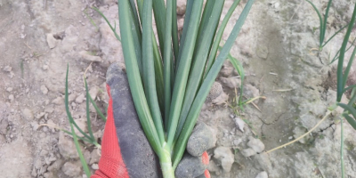 I will sell peeled white onions or onions with