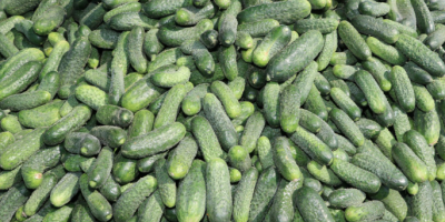 I WILL SELL GROUND-GROWN PARTHENOCARPIC CUCUMBERS FROM UNDER COVER,