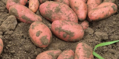 Unser Unternehmen vertreibt große Mengen frischer Kartoffeln aus Rumänien