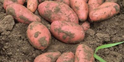 Unser Unternehmen vertreibt große Mengen frischer Kartoffeln aus Rumänien