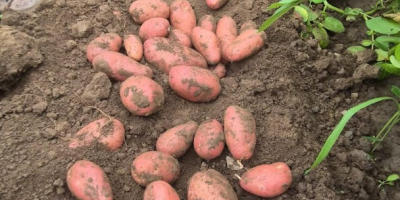 Unser Unternehmen vertreibt große Mengen frischer Kartoffeln aus Rumänien