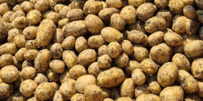Unser Unternehmen vertreibt große Mengen frischer Kartoffeln aus Rumänien