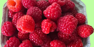 Guten Tag, wir verkaufen Himbeeren der Sorte ENROSADIRA von