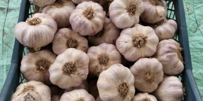 Knoblauch aus Ägypten. Überragende Qualität