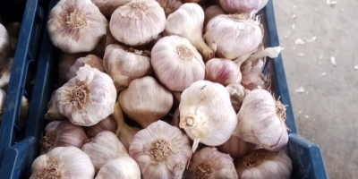 Knoblauch aus Ägypten. Überragende Qualität