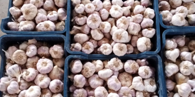 Knoblauch aus Ägypten. Überragende Qualität