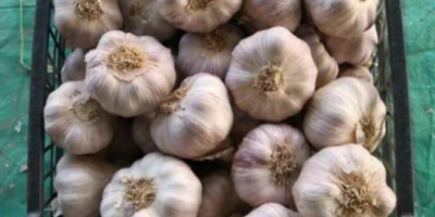 Knoblauch aus Ägypten. Überragende Qualität