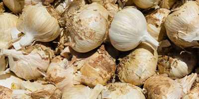 SPANISCHER LILA KNOBLAUCH: Unser lila Knoblauch zeichnet sich aus