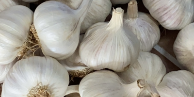 SPANISCHER LILA KNOBLAUCH: Unser lila Knoblauch zeichnet sich aus