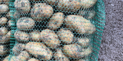Verkaufe neue Kartoffeln verfügbar 10 Tonnen